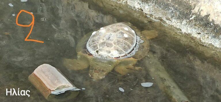 Λευκάδα: Νεκρές θαλάσσιες χελώνες (φωτος)