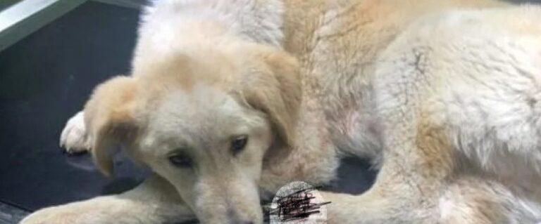 Σοκ στο Αγρίνιο: Εντοπίστηκε αδέσποτο σκυλάκι με κομμένα πόδια!