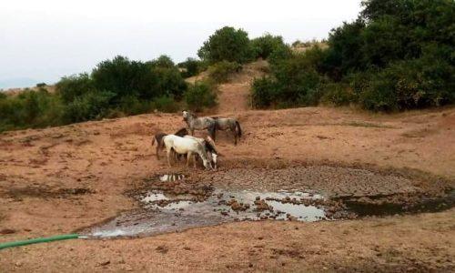 Επιχείρηση σωτηρίας για τ’ άγρια άλογα στα βουνά του Σουλίου