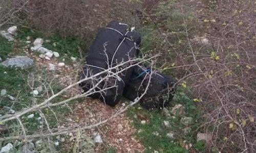 Ηγουμενίτσα: Η σκυλίτσα “Lussy” εντόπισε 72 κιλά κάνναβης