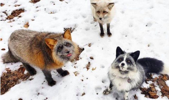 Save a Fox: Αλεπούδες γελάνε και συγκεντρώνουν χρήματα για τη σωτηρία τους