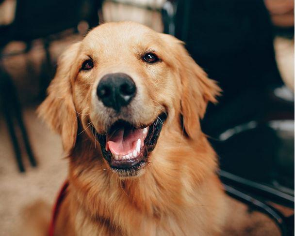 Κοροναϊός – Σκύλοι εκπαιδεύονται για να ανιχνεύουν τον ιό σε συναυλίες
