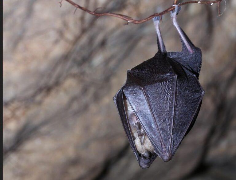 Δημιουργούνται 5.000 τεχνητά καταφύγια νυχτερίδων