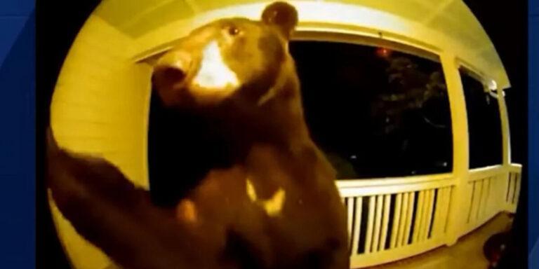Νότια Καρολίνα: «Ευγενική» αρκούδα έφτασε έξω από την πόρτα σπιτιού και χτύπησε το κουδούνι [βίντεο]