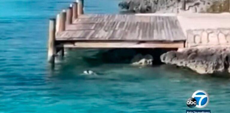Viral: Τολμηρός σκύλος βουτάει στο νερό και… ιππεύει καρχαρία-Βίντεο