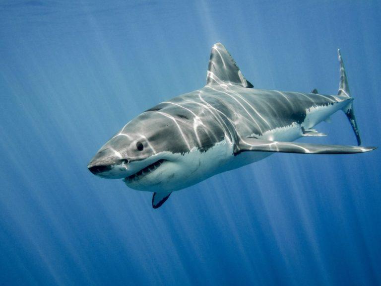 Αυστραλία: Καρχαρίας κατασπάραξε έναν έφηβο κοντά σε παραλία της Νότιας Αυστραλίας