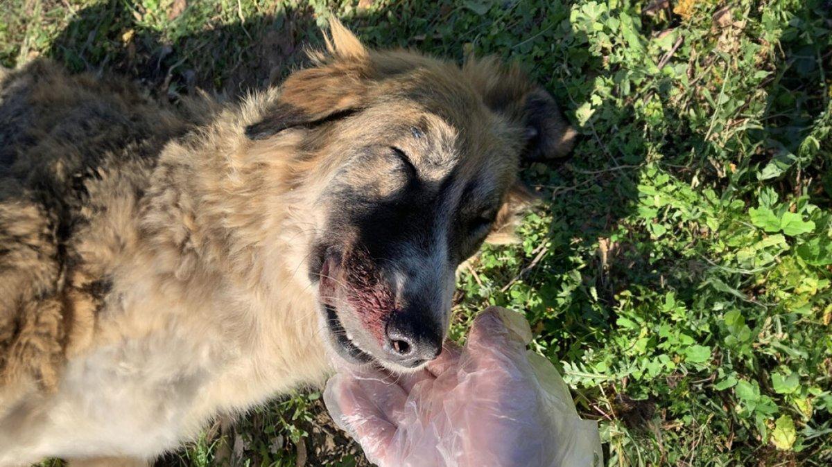 Μέγαρα: Άγριος θάνατος για αδέσποτο σκυλί – Το κακοποίησαν με σιδερένια ράβδο
