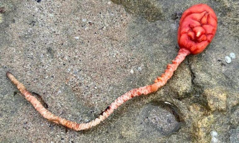 Αυστραλία: Θρίλερ με μυστηριώδες πλάσμα που ξεβράστηκε σε ακτή – «Μοιάζει με εξωγήινο»