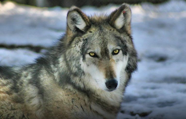 Οι μεταλλαγμένοι λύκοι του Τσέρνομπιλ ανέπτυξαν μια απίστευτη υπερδύναμη – Πώς μπορούν να «σώσουν» τους ανθρώπους