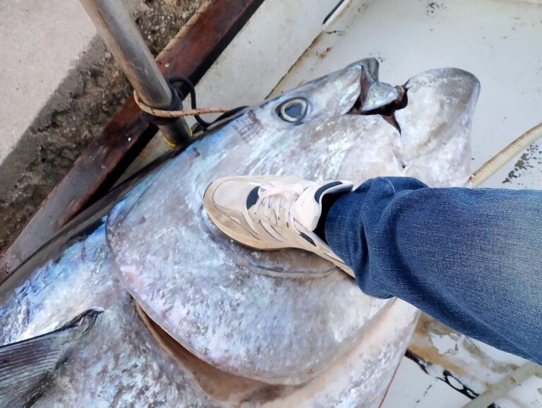 Ψάρεψαν τόνο 485 κιλών από το Ιόνιο Πέλαγος (φώτο,βίντεο)