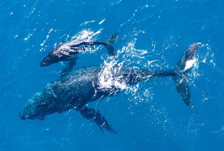 Αλάσκα: Επιστήμονες συνομίλησαν με φάλαινα – Η «απάντηση» που έδωσε το θαλάσσιο θηλαστικό