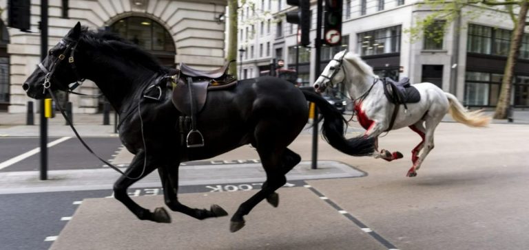 Πώς ξέφυγαν τα άλογα του «βασιλιά» και έτρεχαν αλαφιασμένα στο Λονδίνο -Σε σοβαρή κατάσταση τα δύο από αυτά